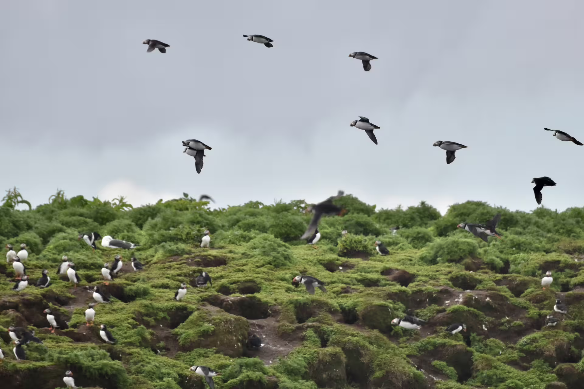 Large colony of puffins on a green rocky island in Iceland with birds flying overhead