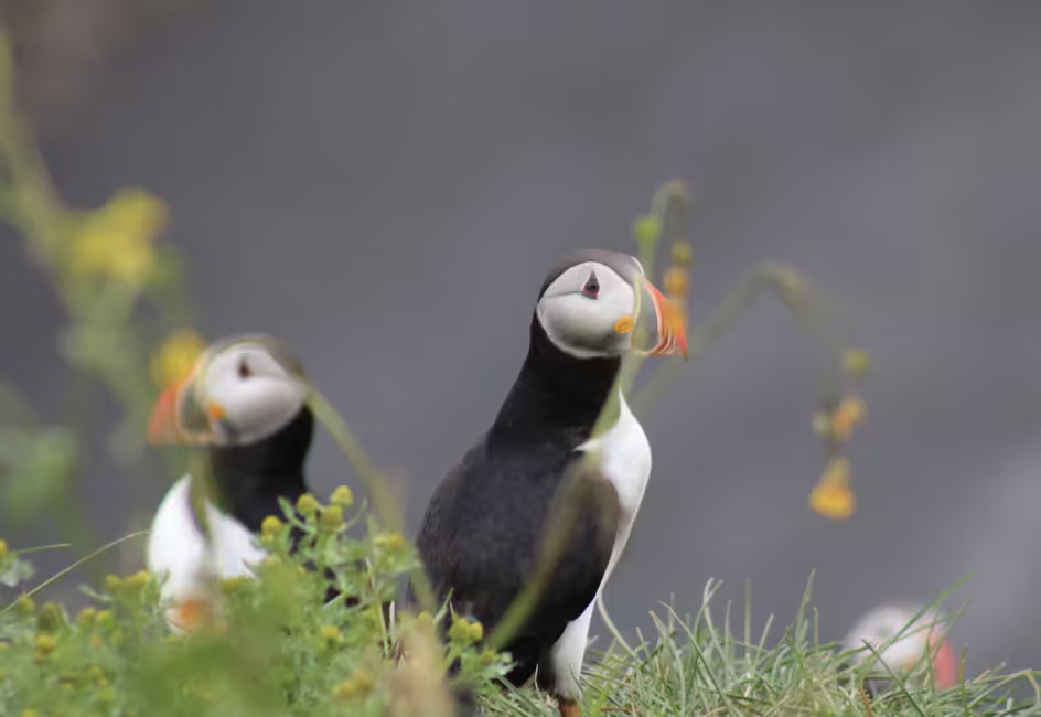 Two Atlantic puffins with colorful beaks standing on a grassy cliff in Iceland