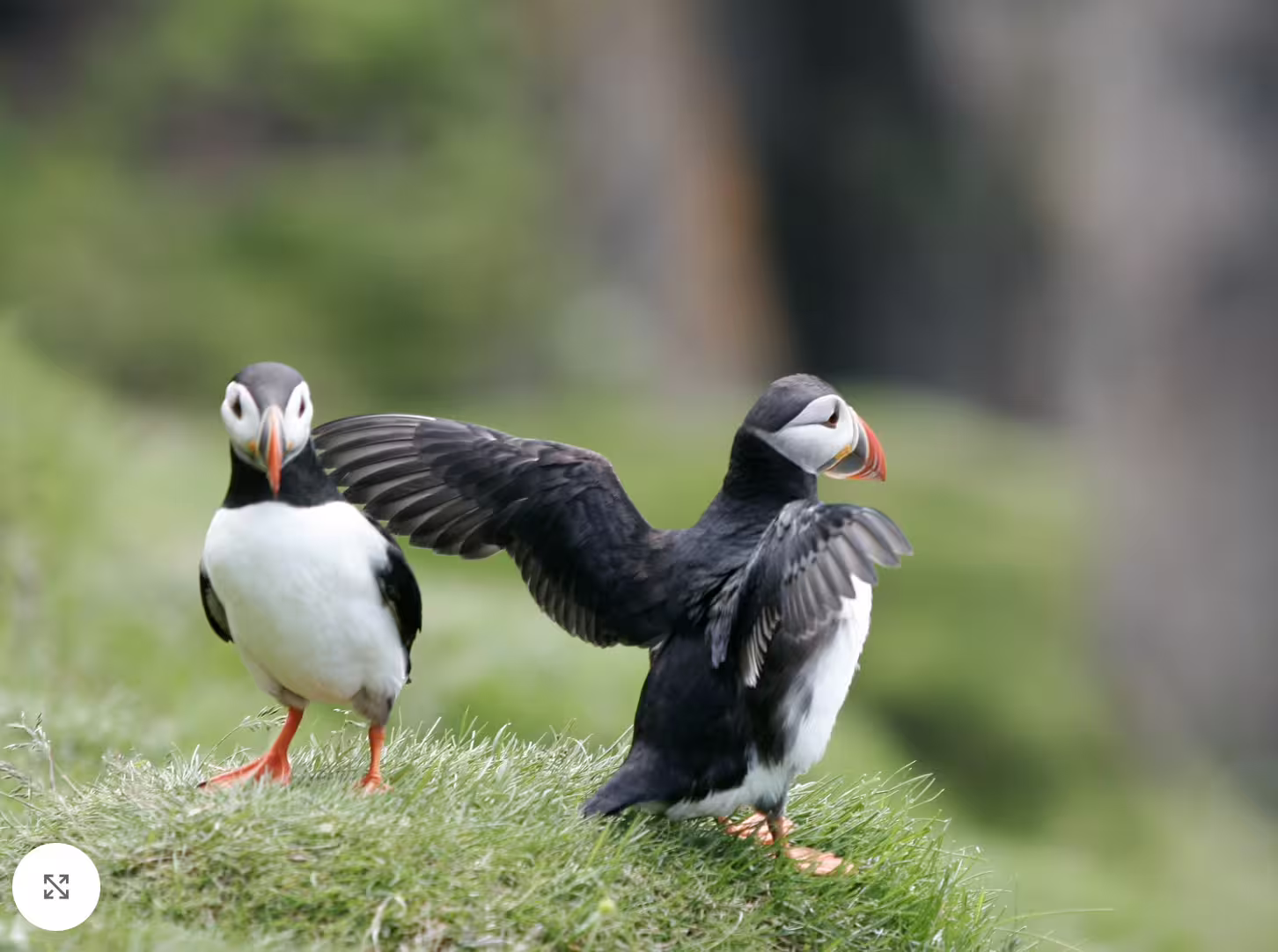 Two Atlantic puffins on a grassy cliff in Iceland, one spreading its wings