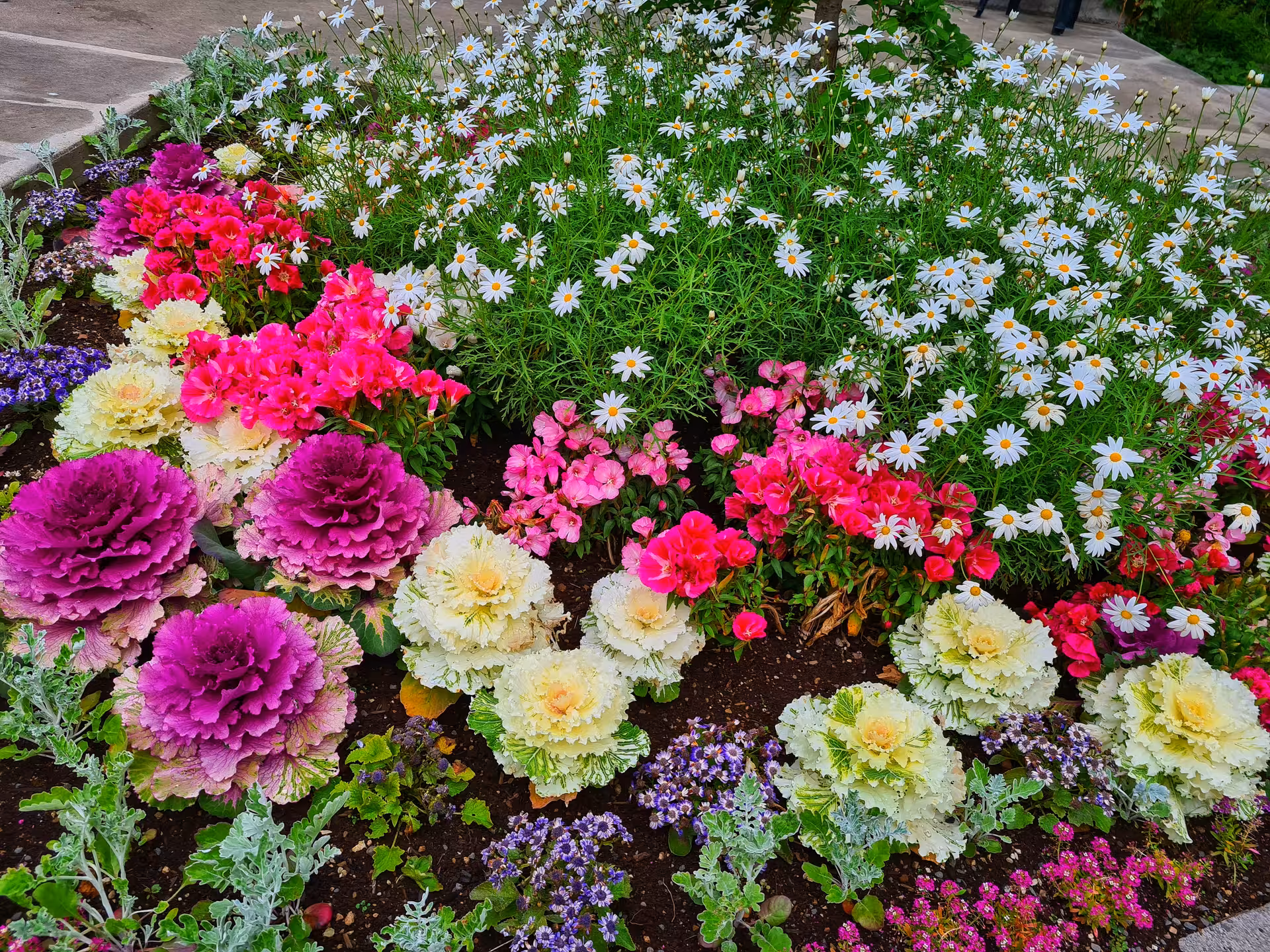 Colorful flower garden with white daisies, pink geraniums, and ornamental cabbage in full bloom