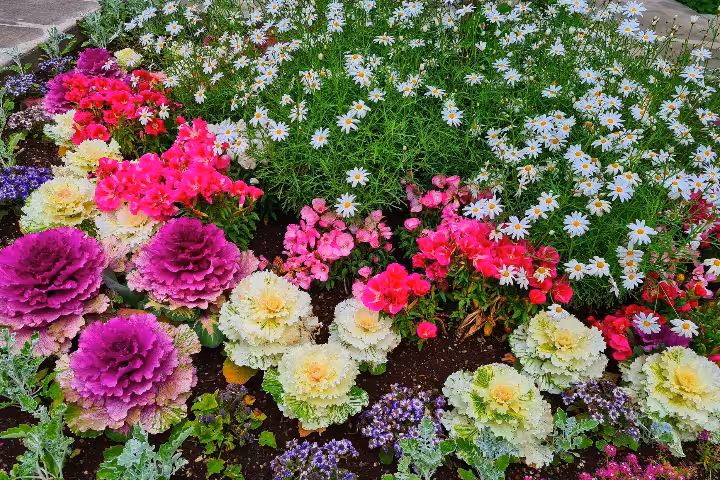 Colorful flower garden with daisies, pink blooms, and ornamental cabbage in full bloom