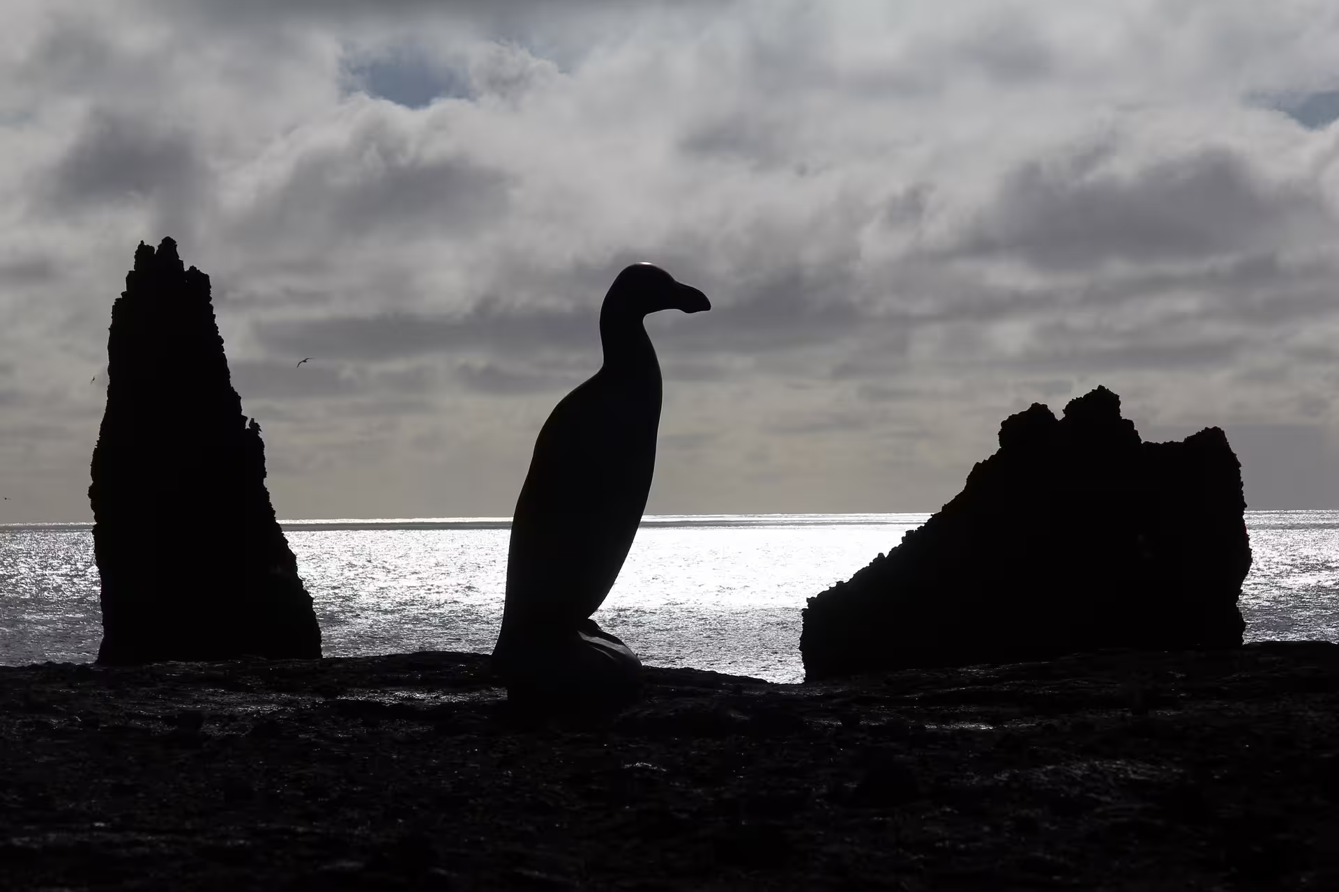 Silhouette of a seabird perched on coastal rocks with sea stacks and shimmering ocean in Iceland