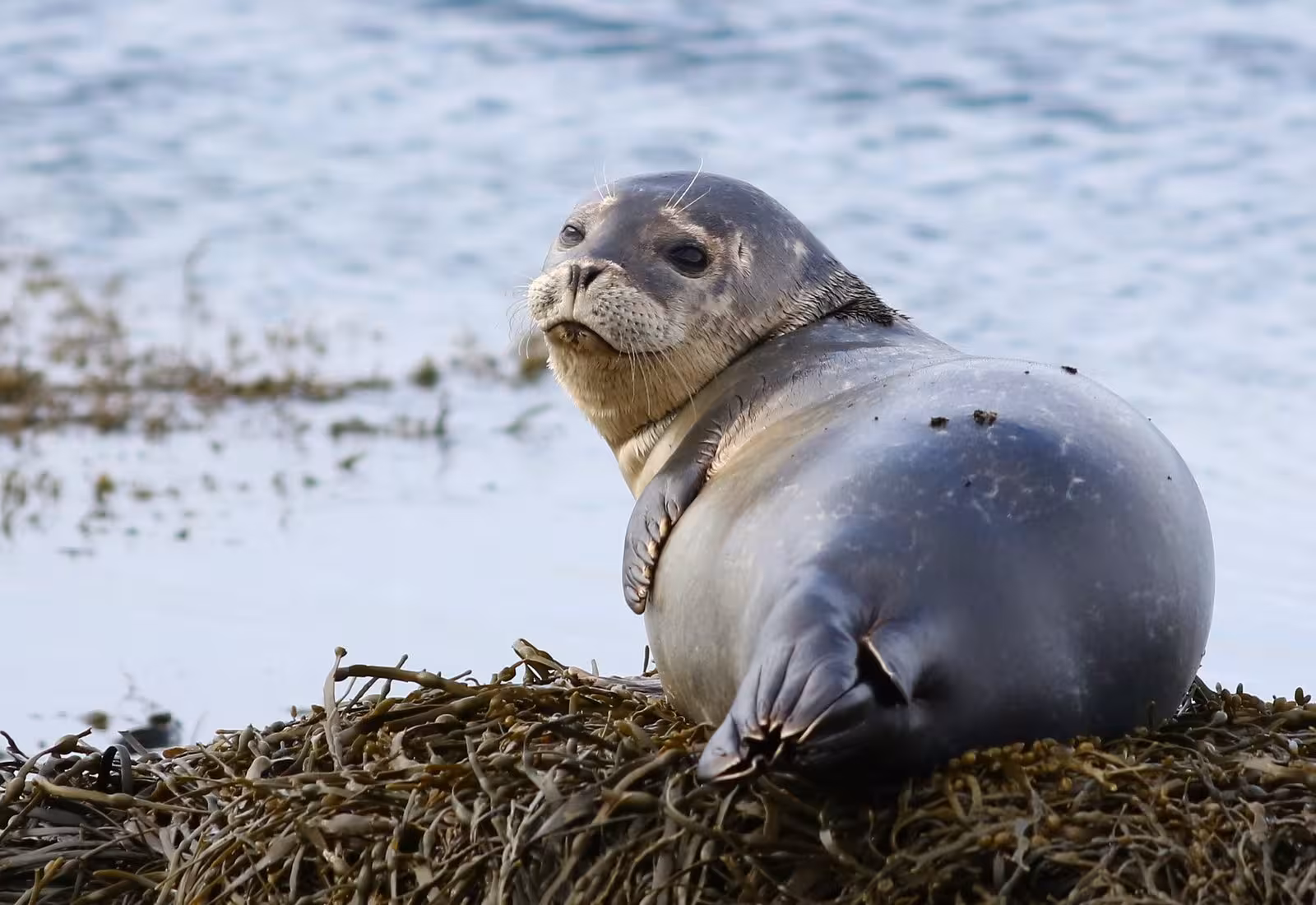 Seal resting on seaweed by Icelandic waters, offering a glimpse into the country's rich wildlife.