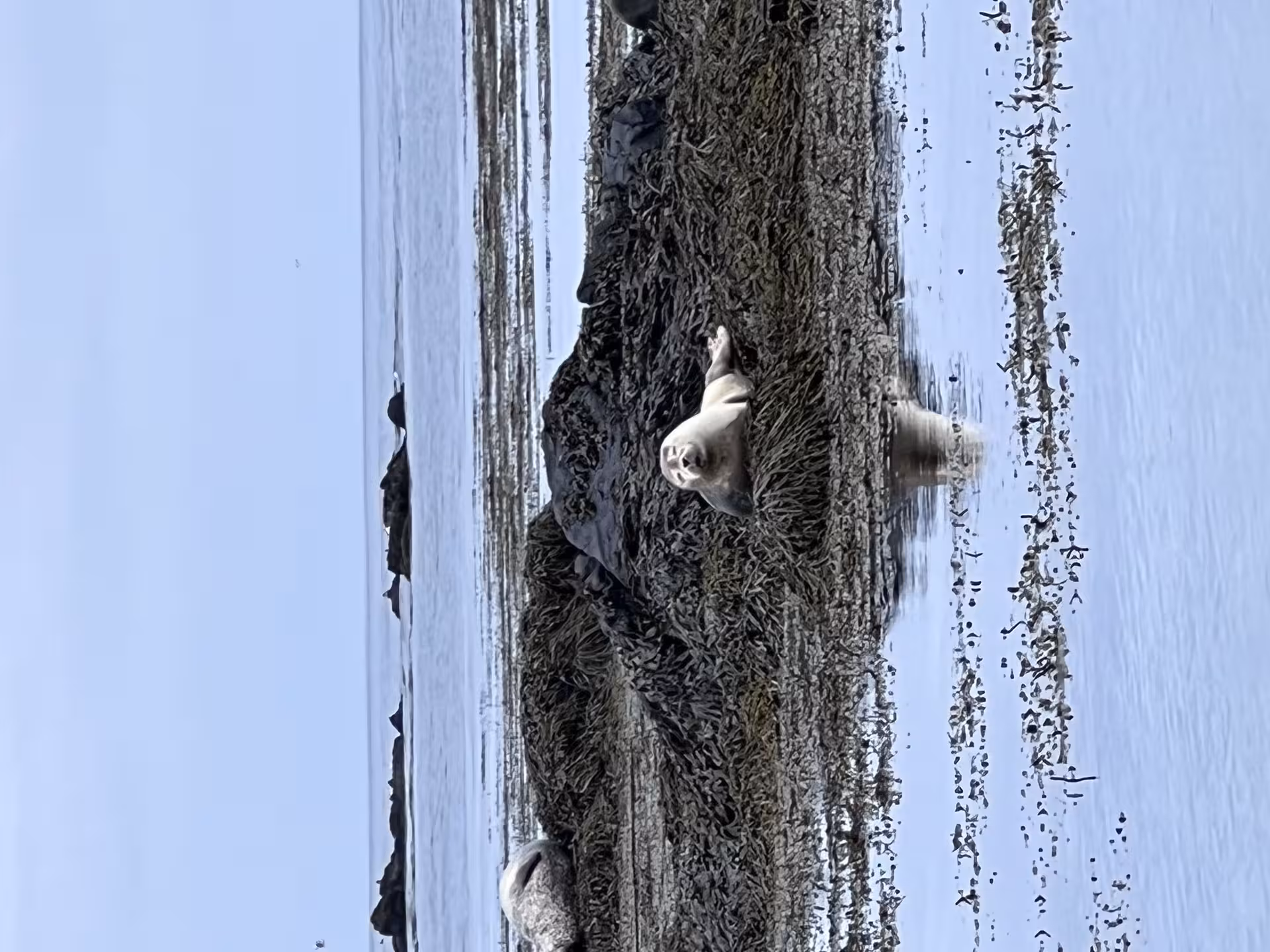 Seals resting on rocky shores in Iceland, a serene wildlife sighting on the women-only winter Ring Road tour.