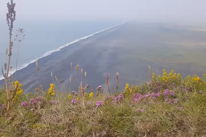 Wildflowers on cliffside overlooking Iceland's black sand beach coastline in misty fog