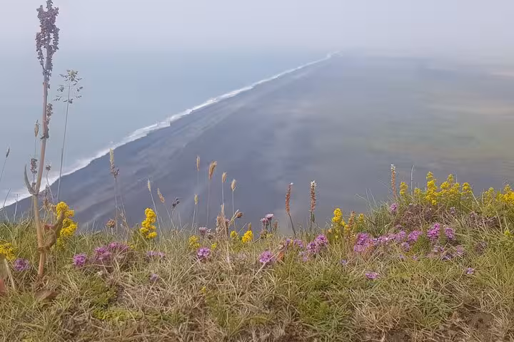 Wildflowers on clifftop overlooking Iceland's black sand beach coastline on a misty day
