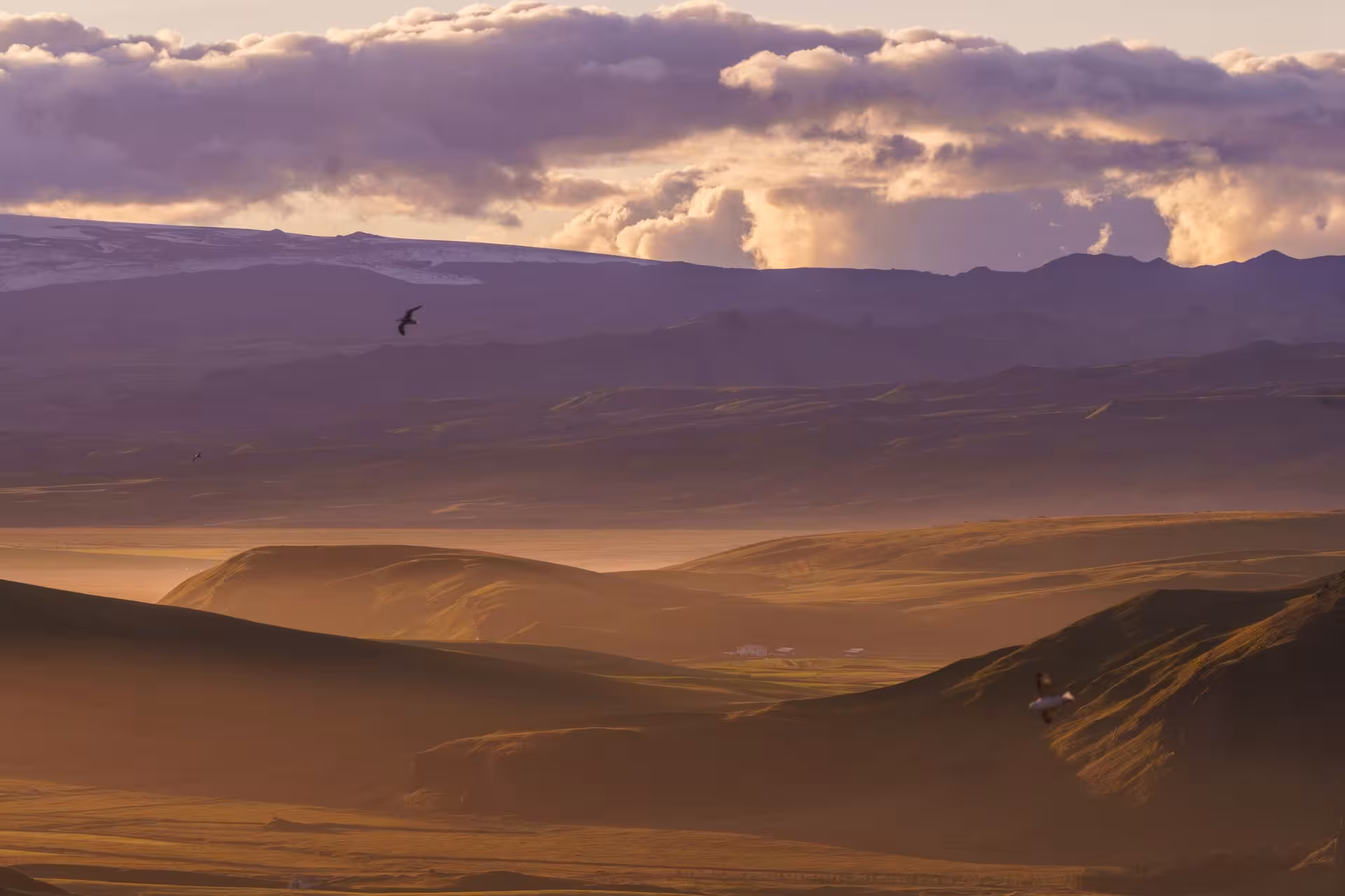 Golden rolling hills of Iceland's south coast at sunset with dramatic purple clouds and snow-capped mountains