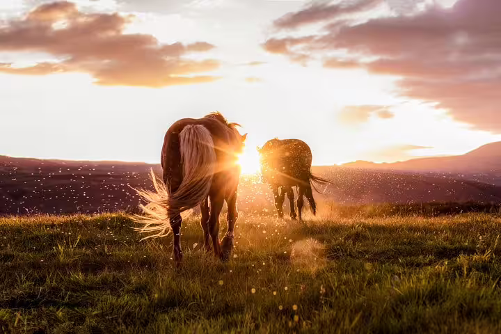 Two horses grazing on green meadow at golden sunset with rolling hills in Iceland