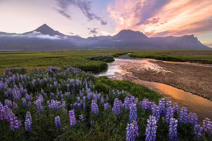 Purple lupine flowers beside a winding river with dramatic mountains and sunset sky in Iceland