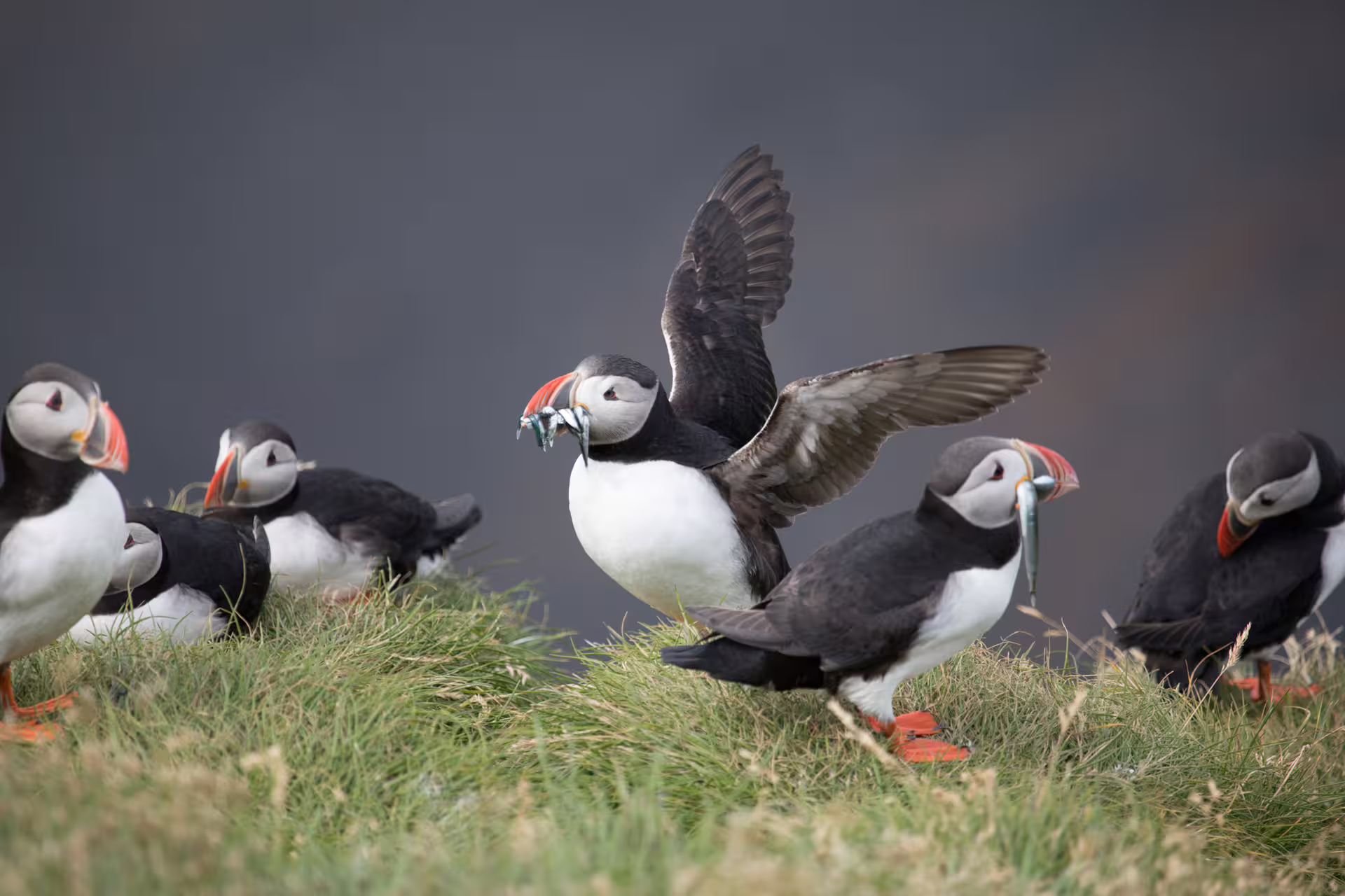 Group of Atlantic puffins with fish on grassy Iceland coastal cliff, one spreading wings