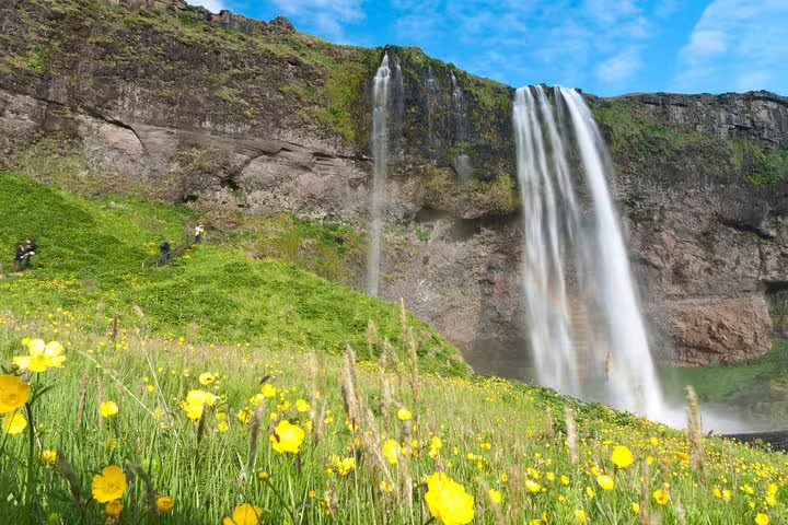 Seljalandsfoss waterfall cascading over green cliffs with yellow wildflowers in foreground, Iceland South Coast