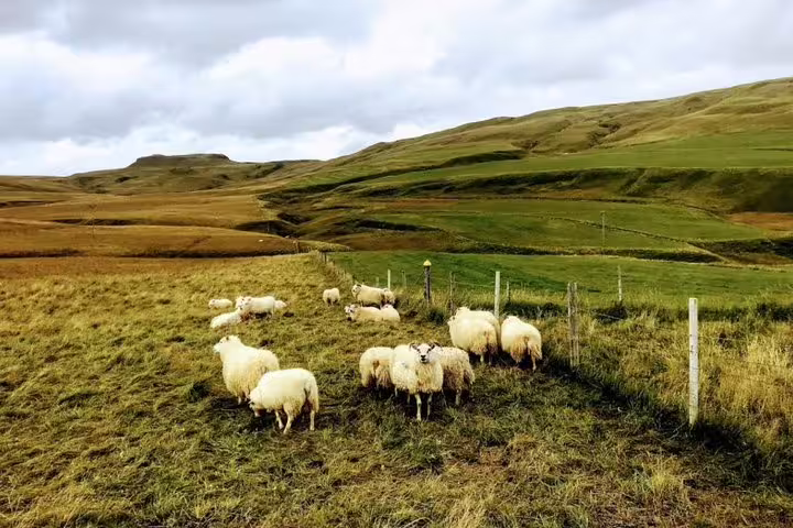 Flock of white sheep grazing in green Iceland South Coast valley with rolling hills