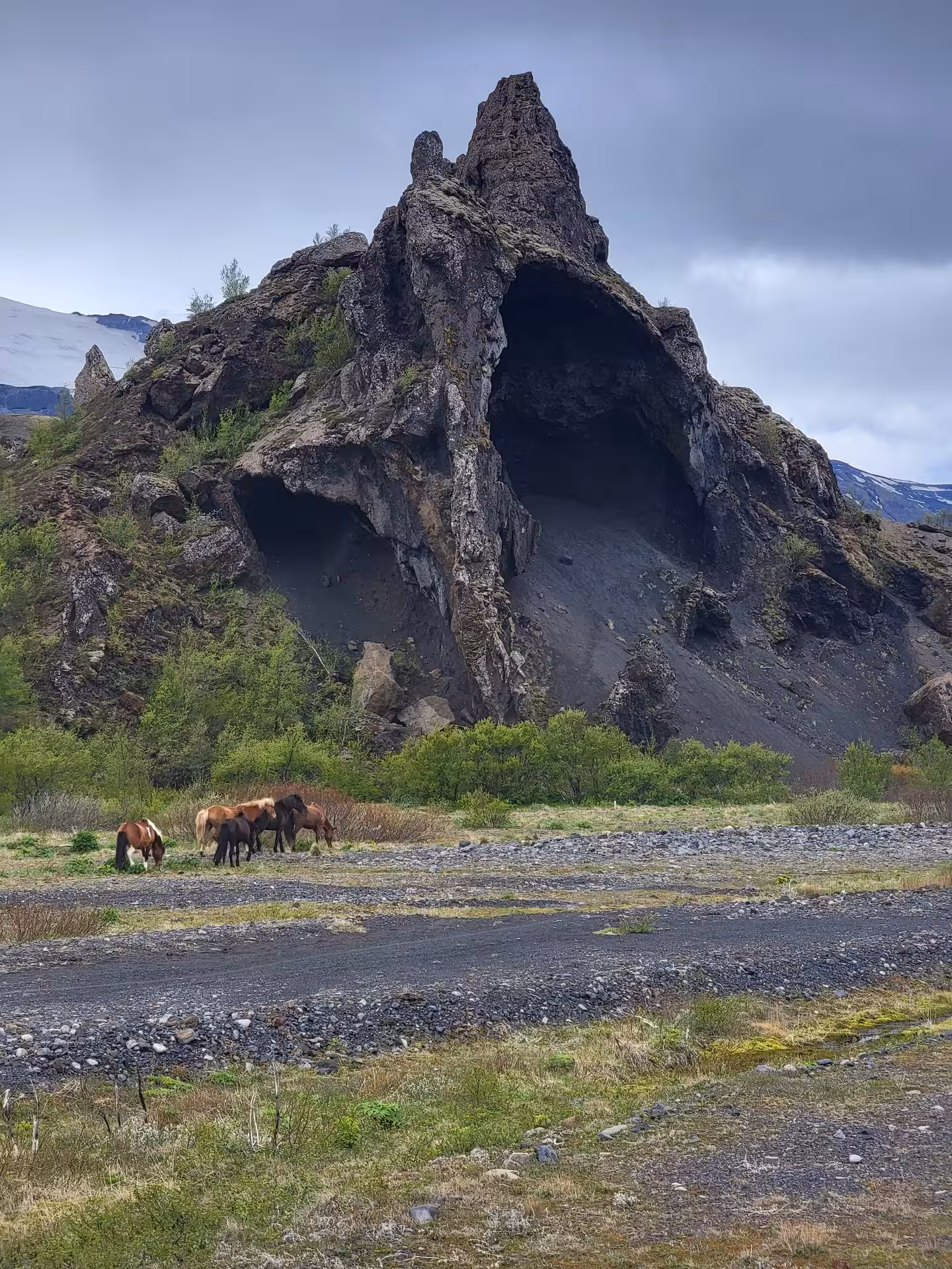 Icelandic horses grazing near a dramatic volcanic rock cave formation with snow-capped mountains in background