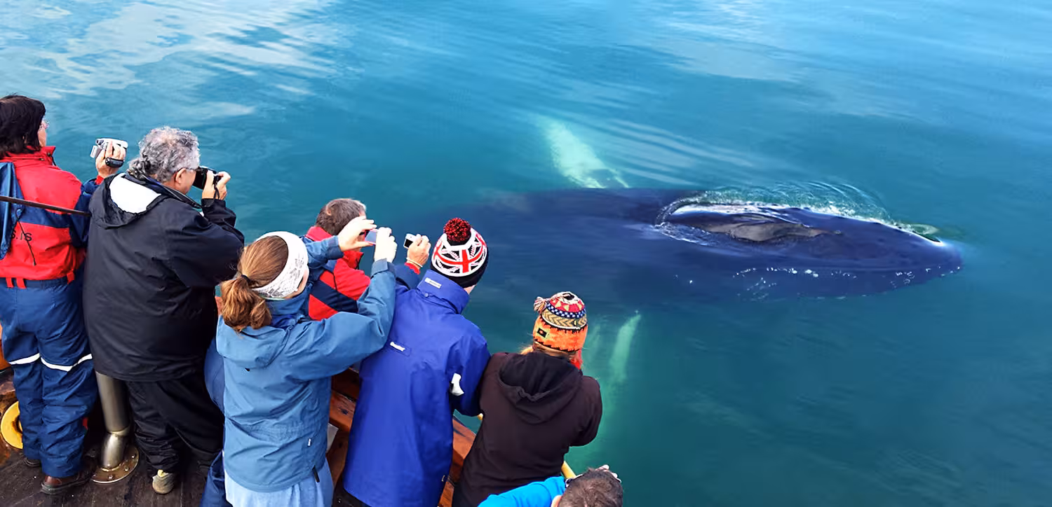 Tourists on boat deck photographing a humpback whale surfacing in Icelandic waters