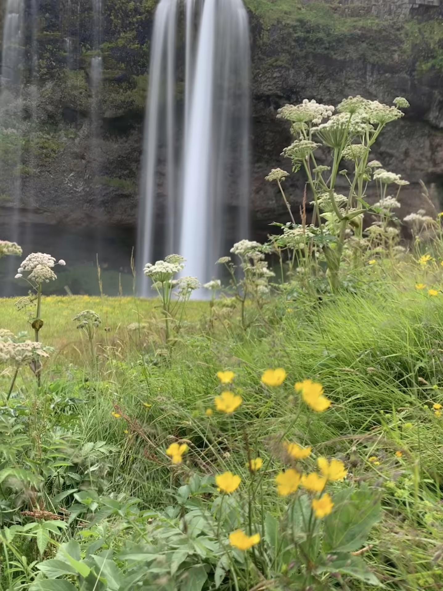 Wildflowers and waterfall in Iceland's lush green landscape