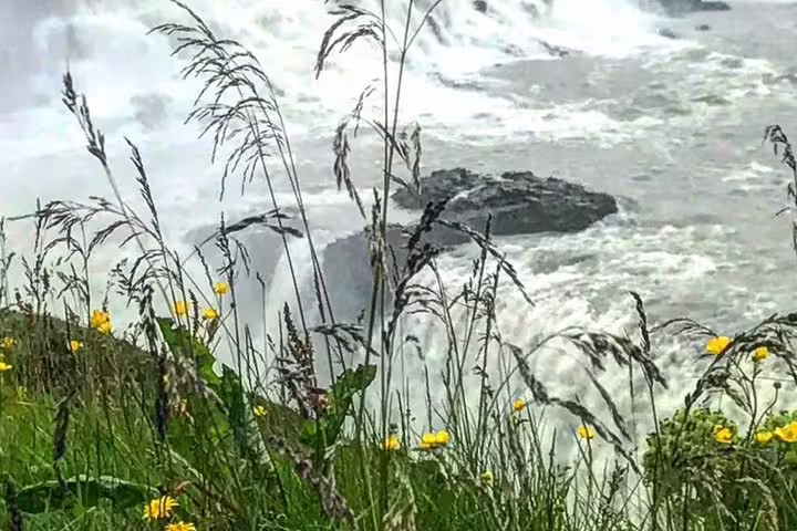Wild yellow flowers and tall grass overlooking churning waterfall rapids in Iceland