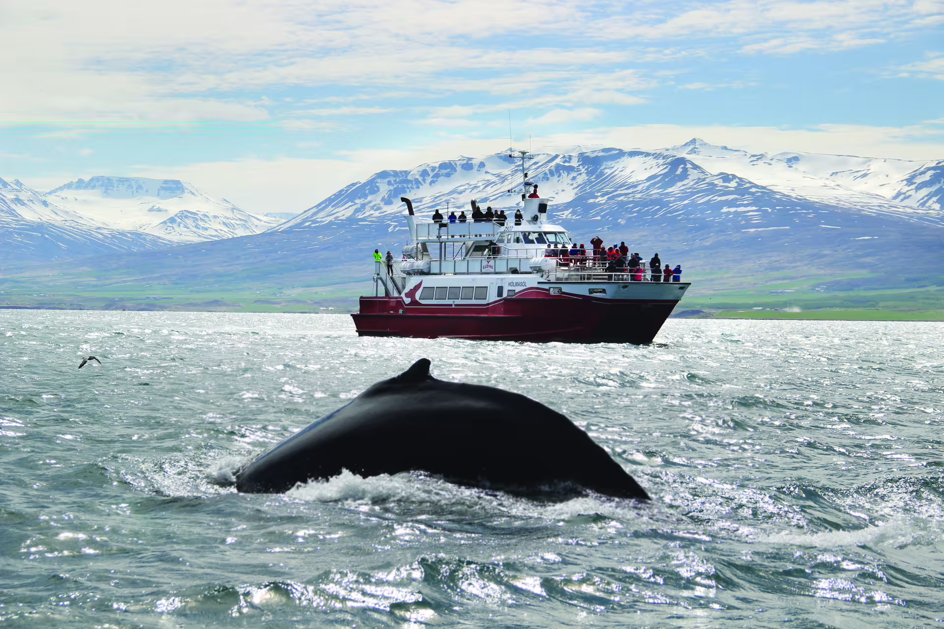 Humpback whale surfacing near a red whale watching boat with snow-capped Icelandic mountains in background