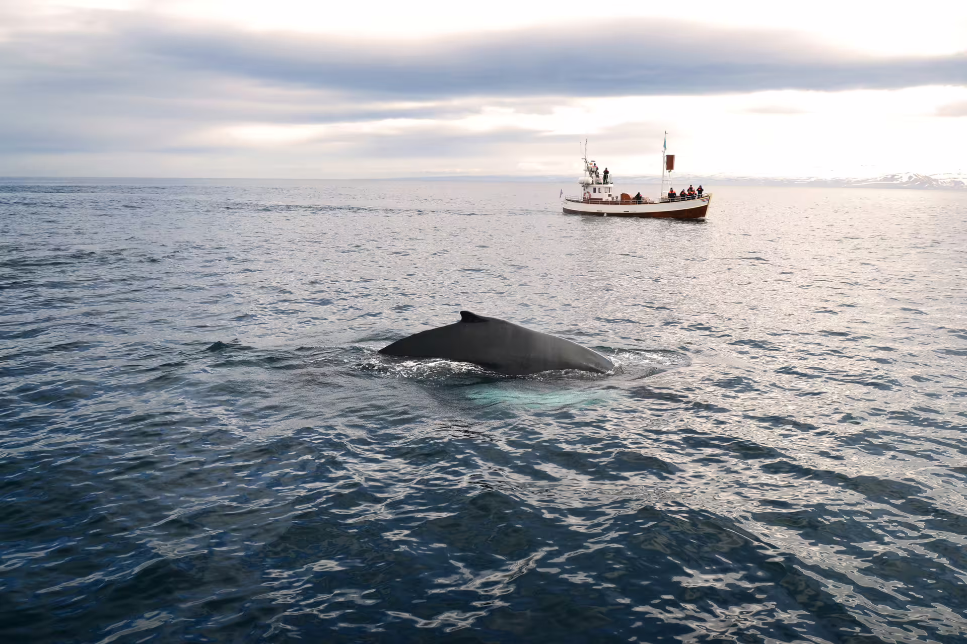 Humpback whale surfacing near whale watching boat in Iceland's calm arctic waters