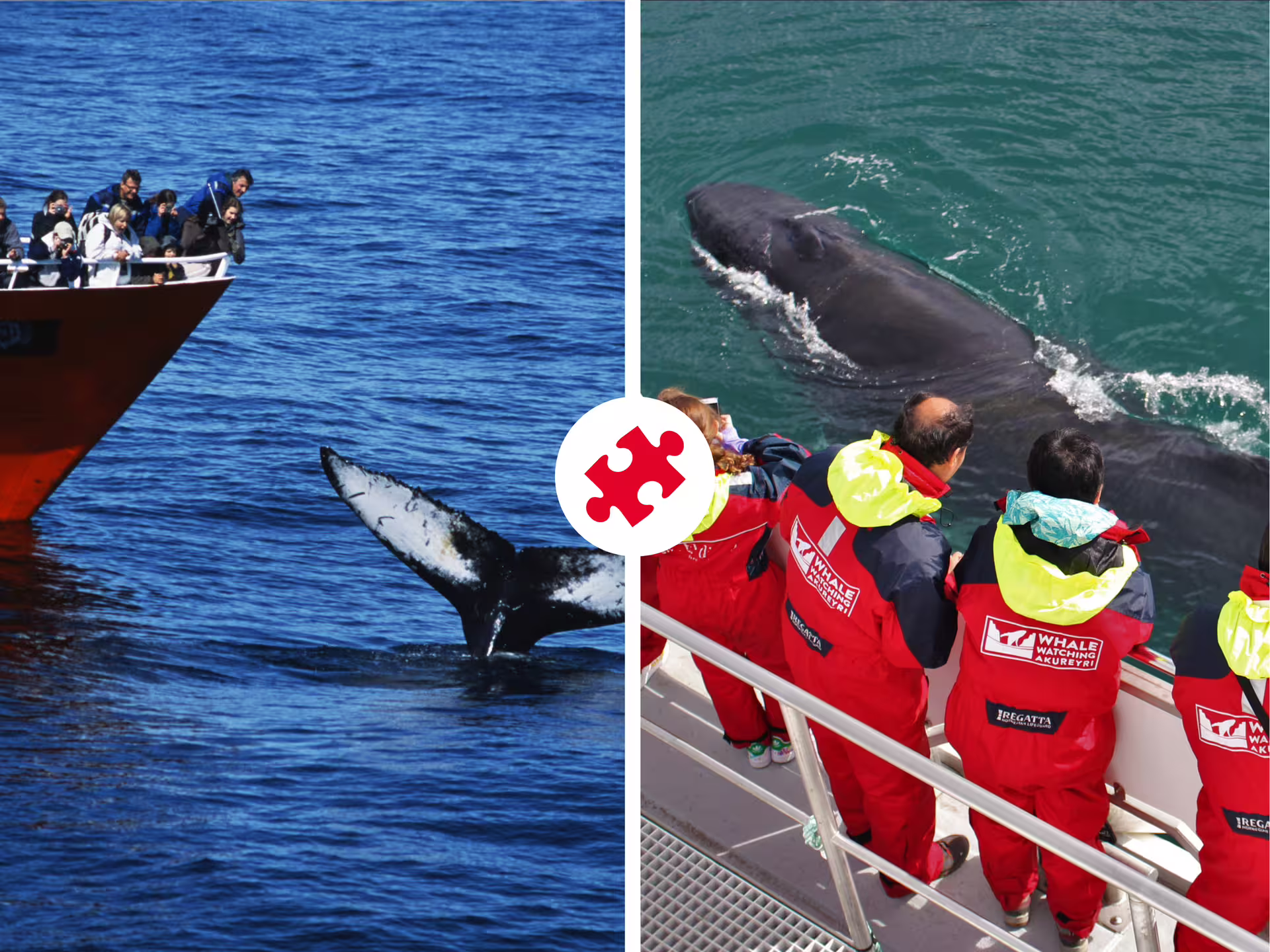 Tourists on boats watching humpback whales surface during Iceland whale watching tours in Reykjavik and Akureyri