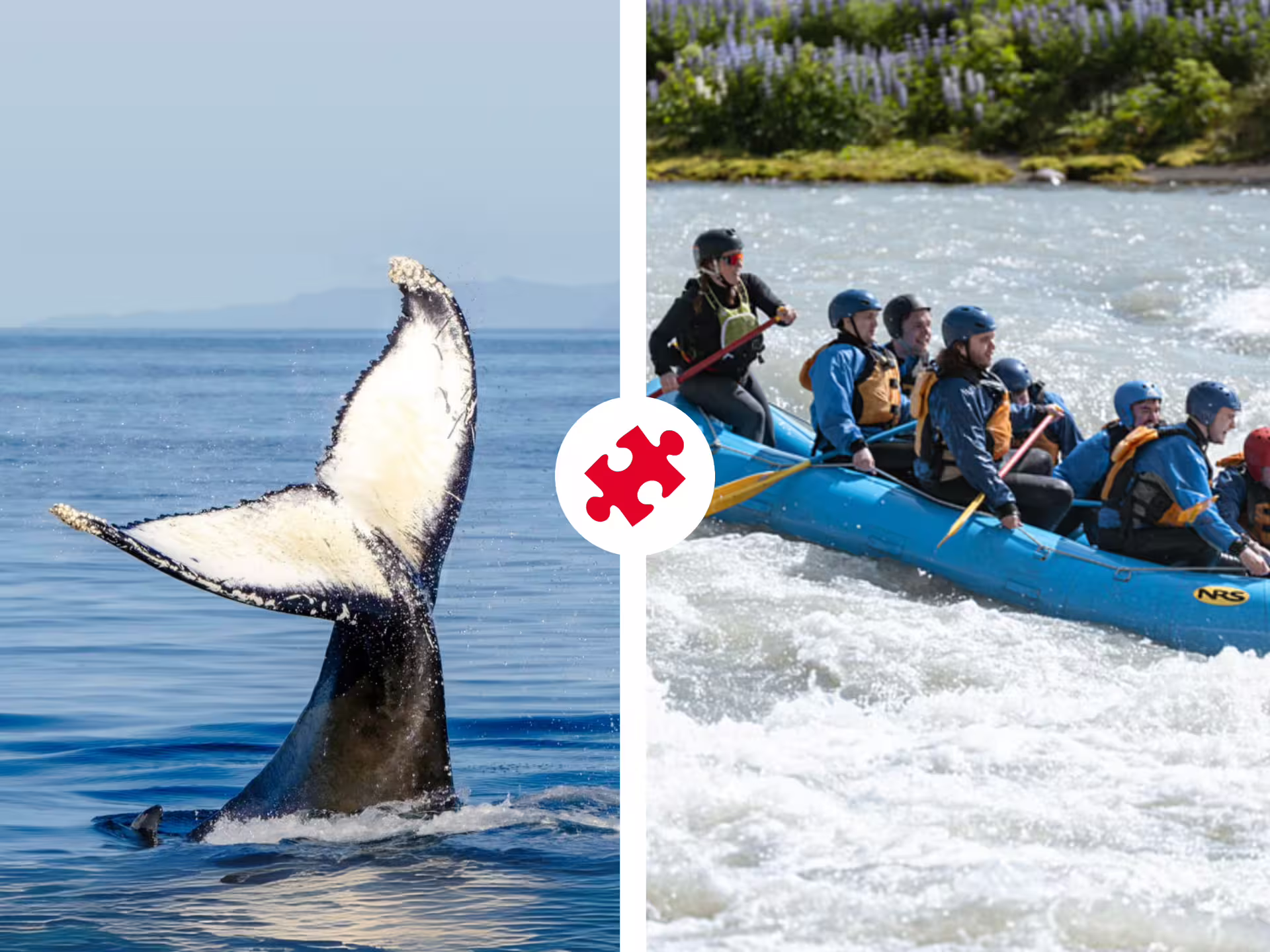 Humpback whale tail breaching ocean surface alongside group river rafting in Iceland rapids