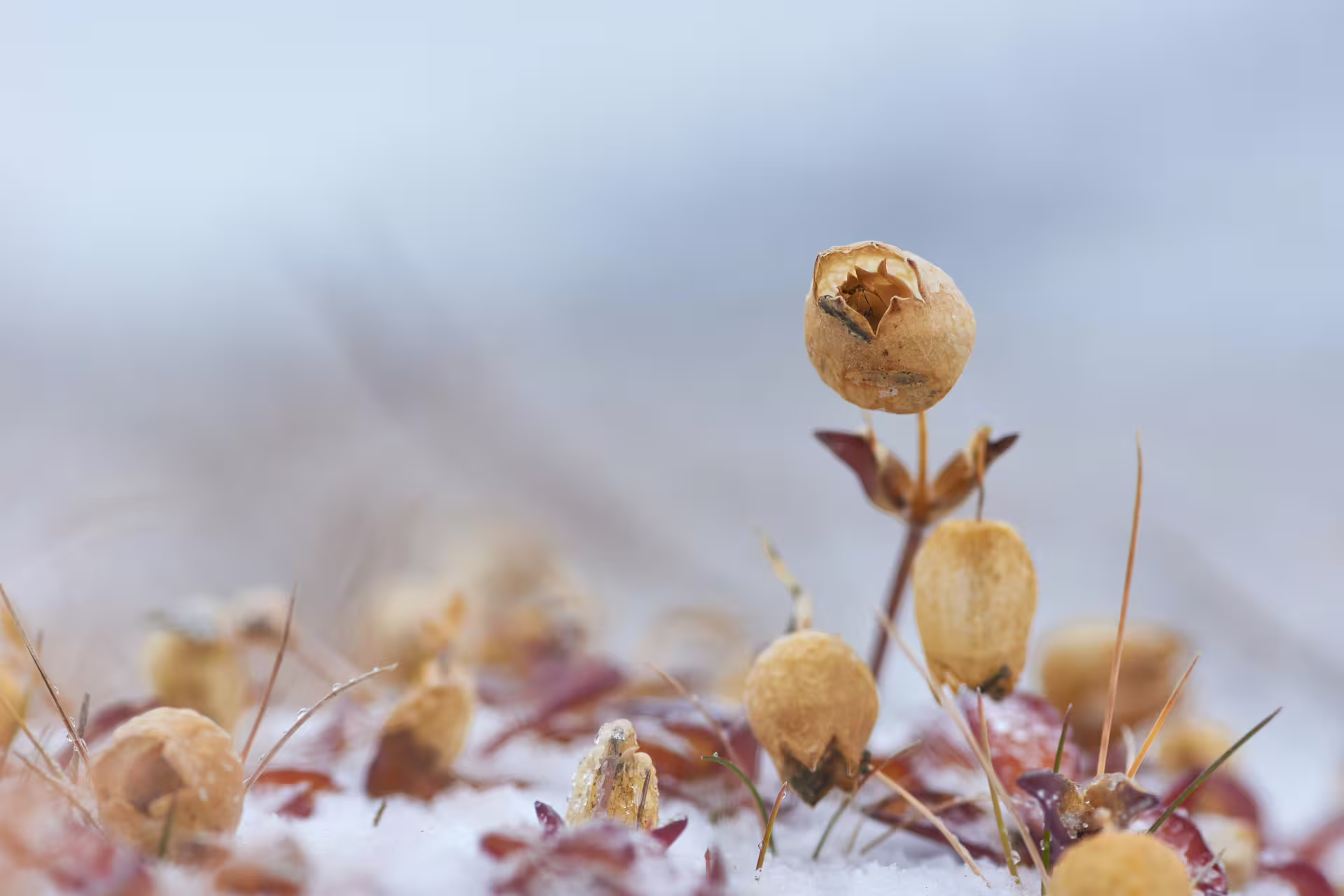 Dried blueberry seed pods and red foliage emerging from snow in Iceland winter landscape