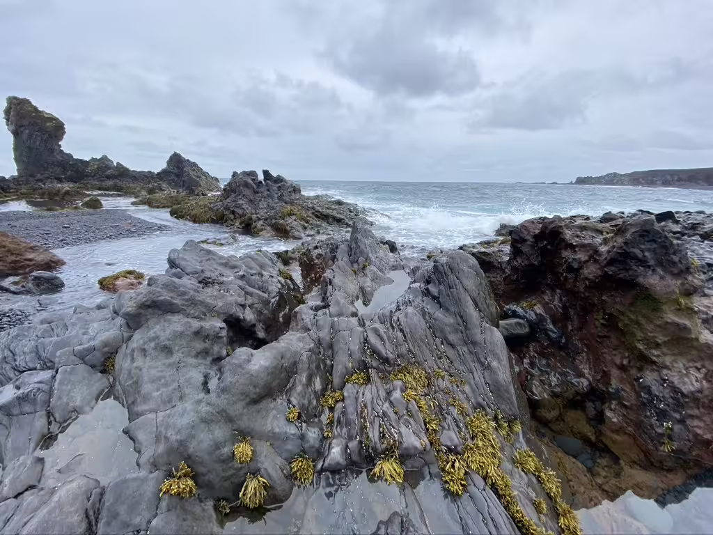 Rocky Icelandic coastline with dark basalt rocks, seaweed, and crashing waves on a cloudy winter day