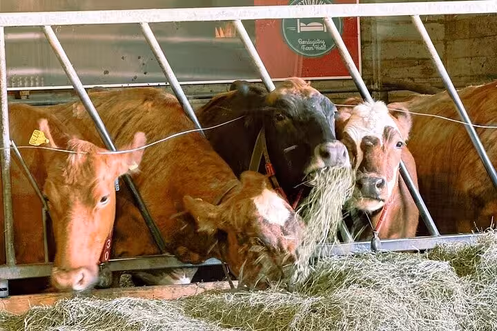 Cows feeding on hay through metal fence bars at an Icelandic farm