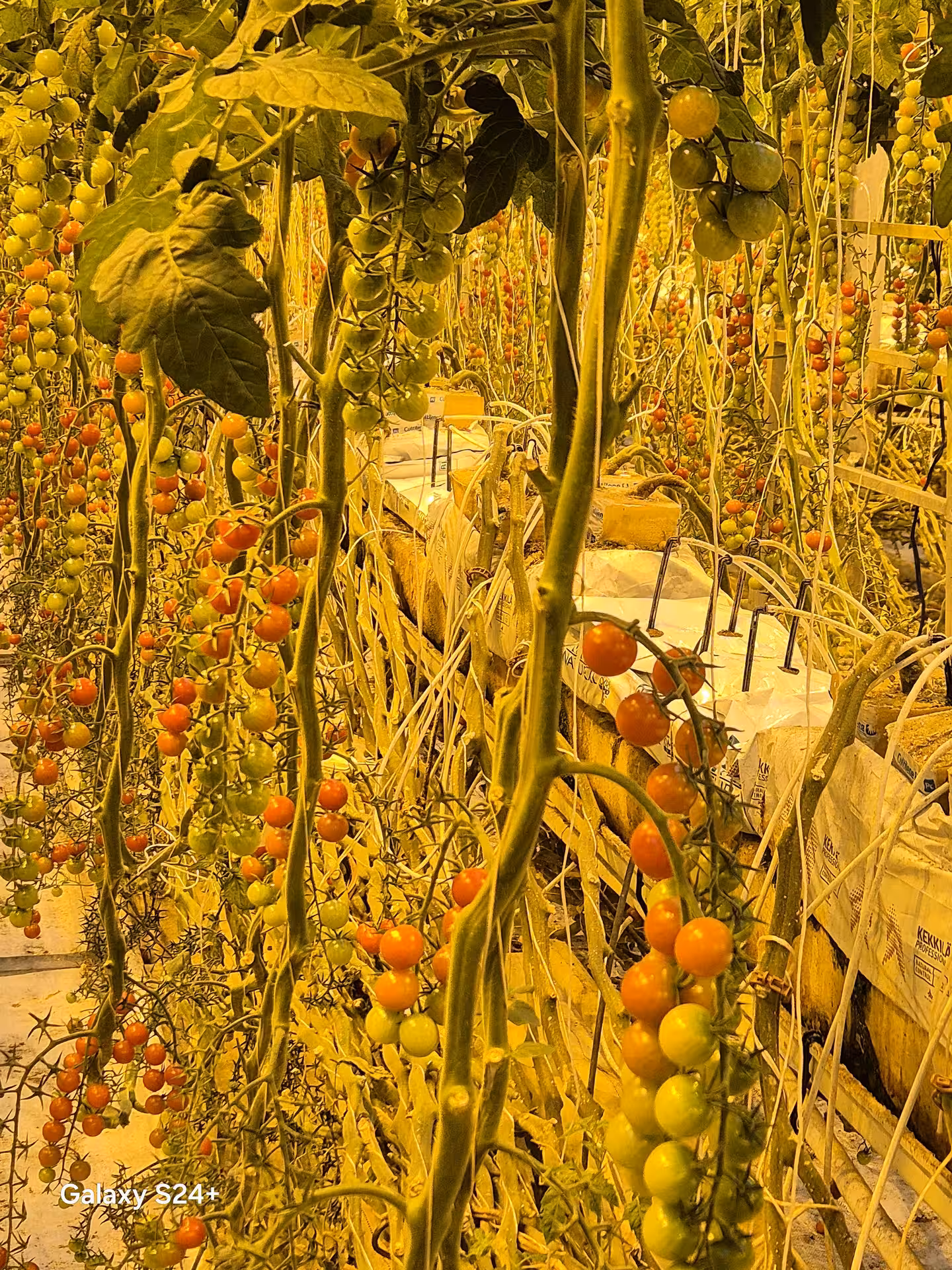 Cherry tomatoes in various ripening stages growing on vines inside an Icelandic greenhouse farm