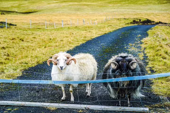 Two Icelandic horned sheep by a fence on green farmland during a Westman Islands private volcanic day tour