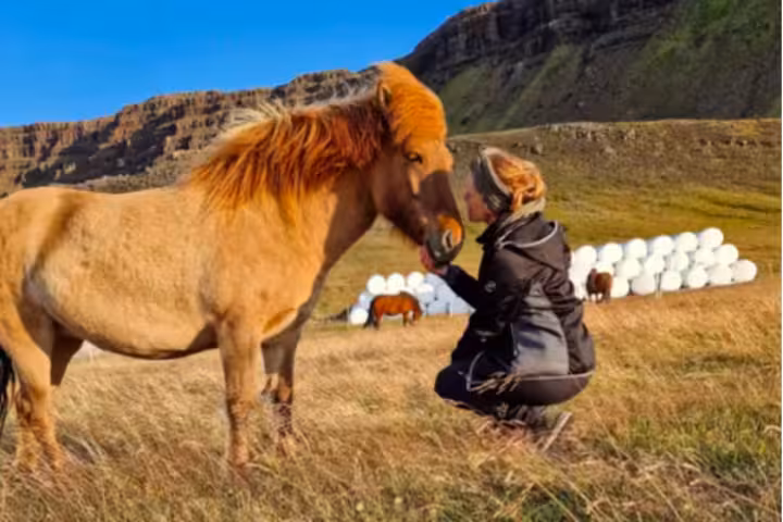 Woman kneeling to interact with an Icelandic horse on a farm in West Iceland