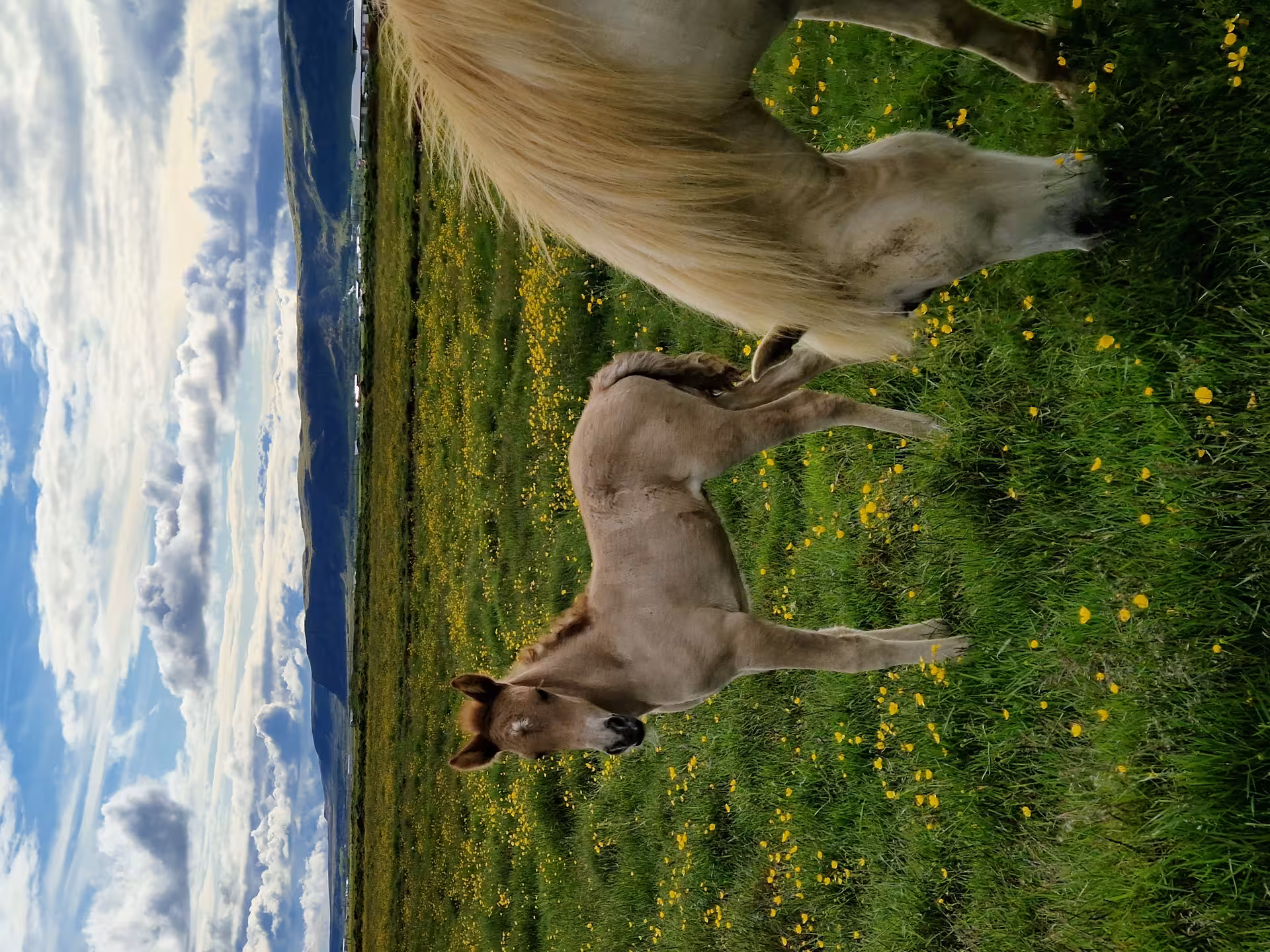 Young Icelandic horse foal resting in a green wildflower meadow on a sunny Iceland farm tour