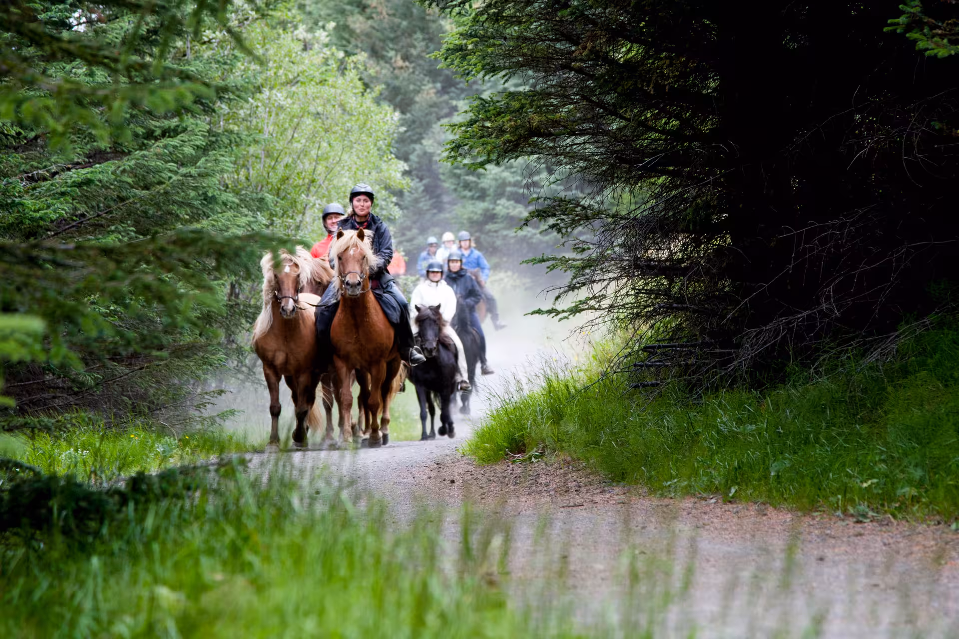 Group horseback riding through lush forest trail, guided Icelandic horse tour combining riding and relaxation 05C