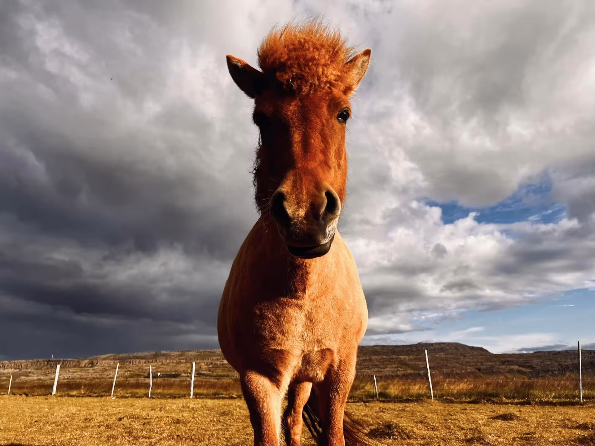 Chestnut Icelandic horse standing in golden field under dramatic stormy sky on Golden Circle tour