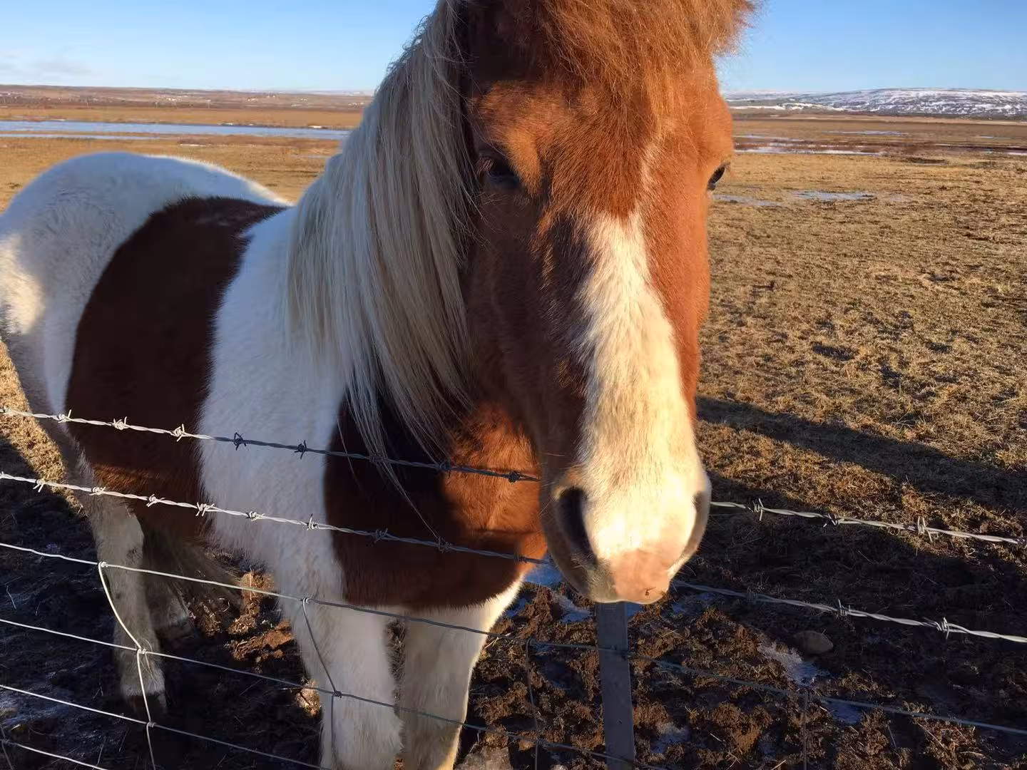 Friendly Icelandic pinto horse at barbed wire fence on open golden circle landscape