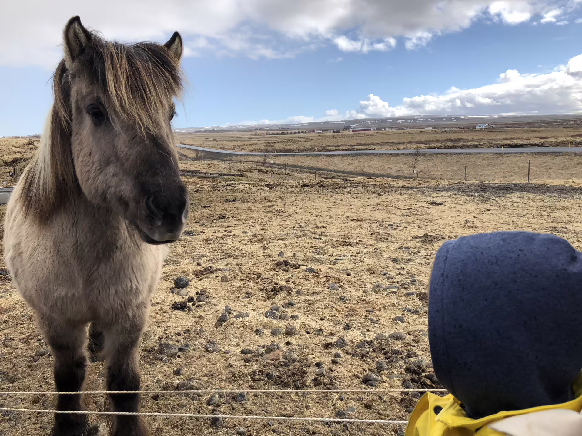 Friendly Icelandic horse at a fence with golden circle landscape and snow-capped mountains in background