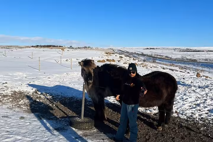 Traveler standing beside a dark Icelandic horse in a snowy winter landscape on the Golden Circle route