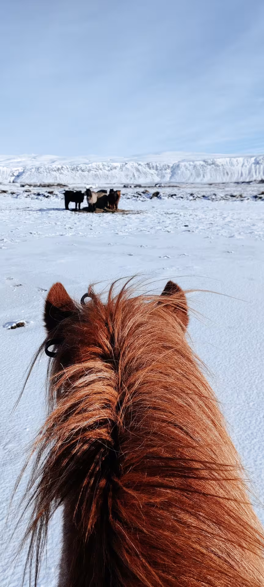 Rider's-eye view from atop an Icelandic horse gazing at a snow-covered lava field herd in Iceland