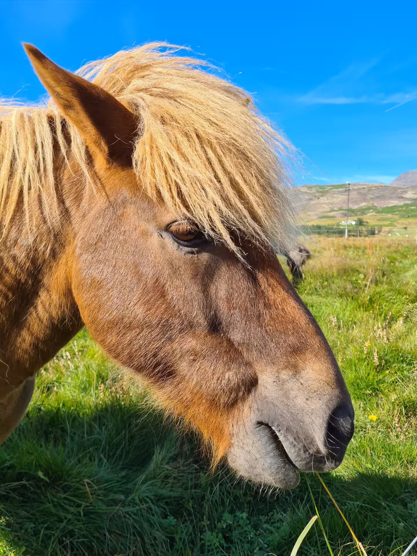 Close-up of an Icelandic horse grazing in a green field with blue sky and mountains in background