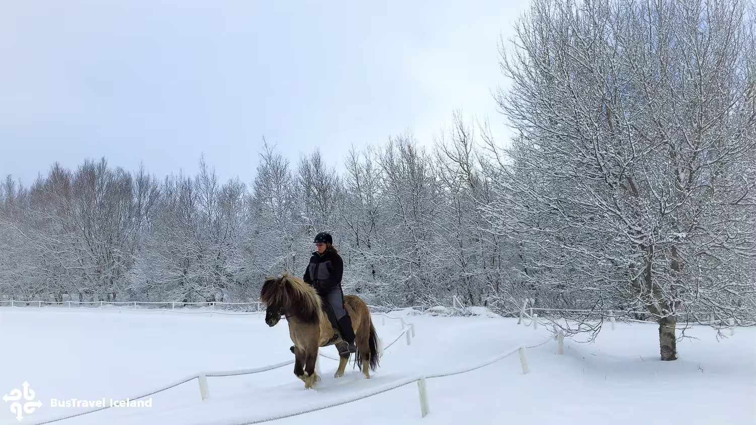 Rider on Icelandic horse trekking through snow-covered landscape with frost-laden trees in winter