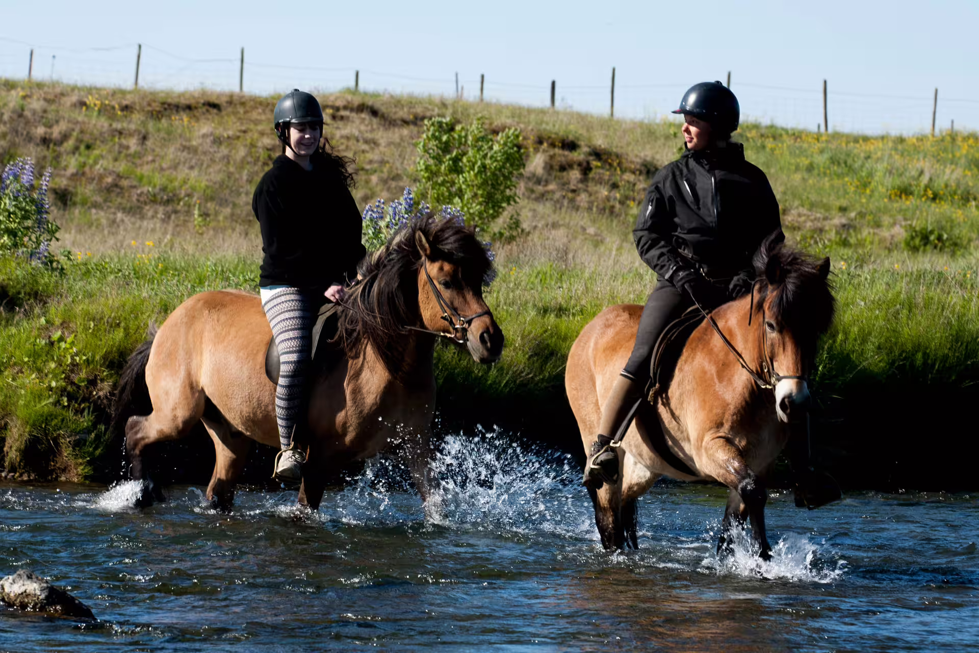 Two riders on Icelandic horses crossing a river near Reykjavik on a sunny day