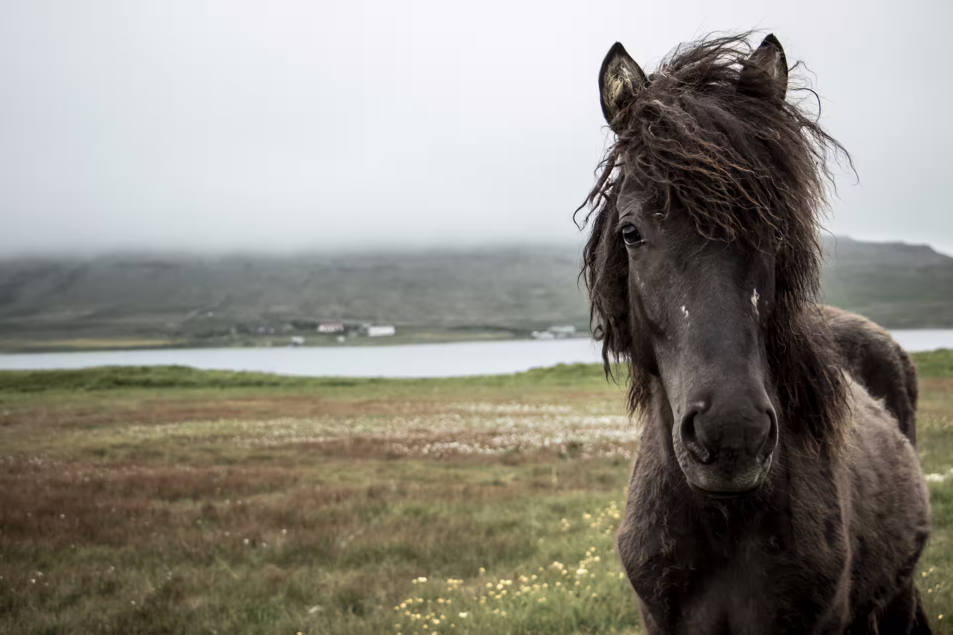 Dark Icelandic horse with windswept mane standing in green meadow with misty lake and hills behind