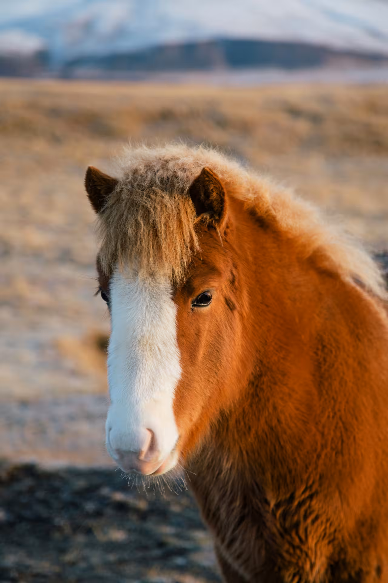 Close-up of a chestnut Icelandic horse with white blaze and fluffy mane on Snaefellsnes Peninsula
