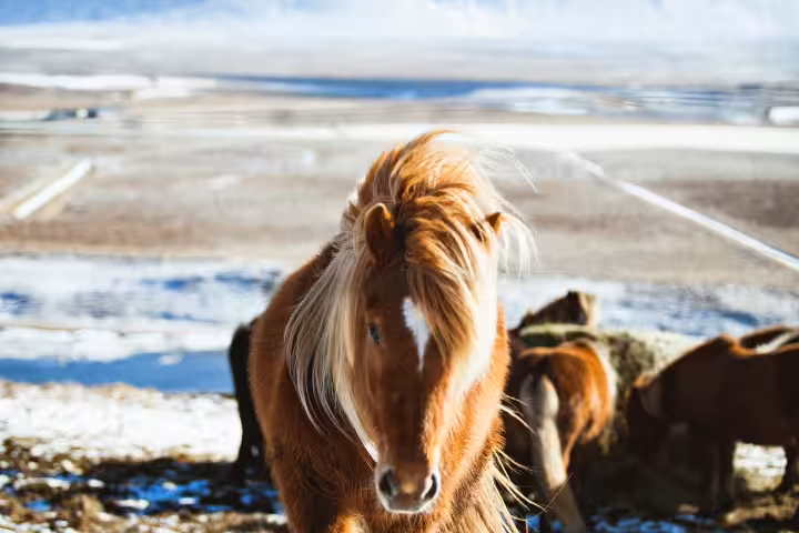 Chestnut Icelandic horse with flowing mane walking through snowy landscape with snow-capped mountains behind