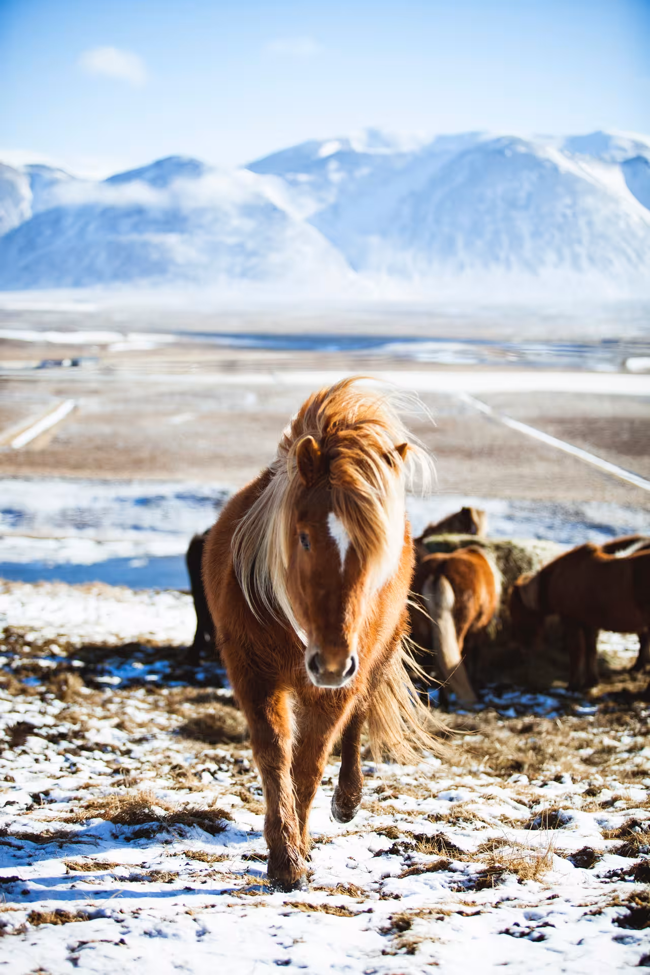 Chestnut Icelandic horse with flowing mane walking through snowy landscape with snow-capped mountains behind