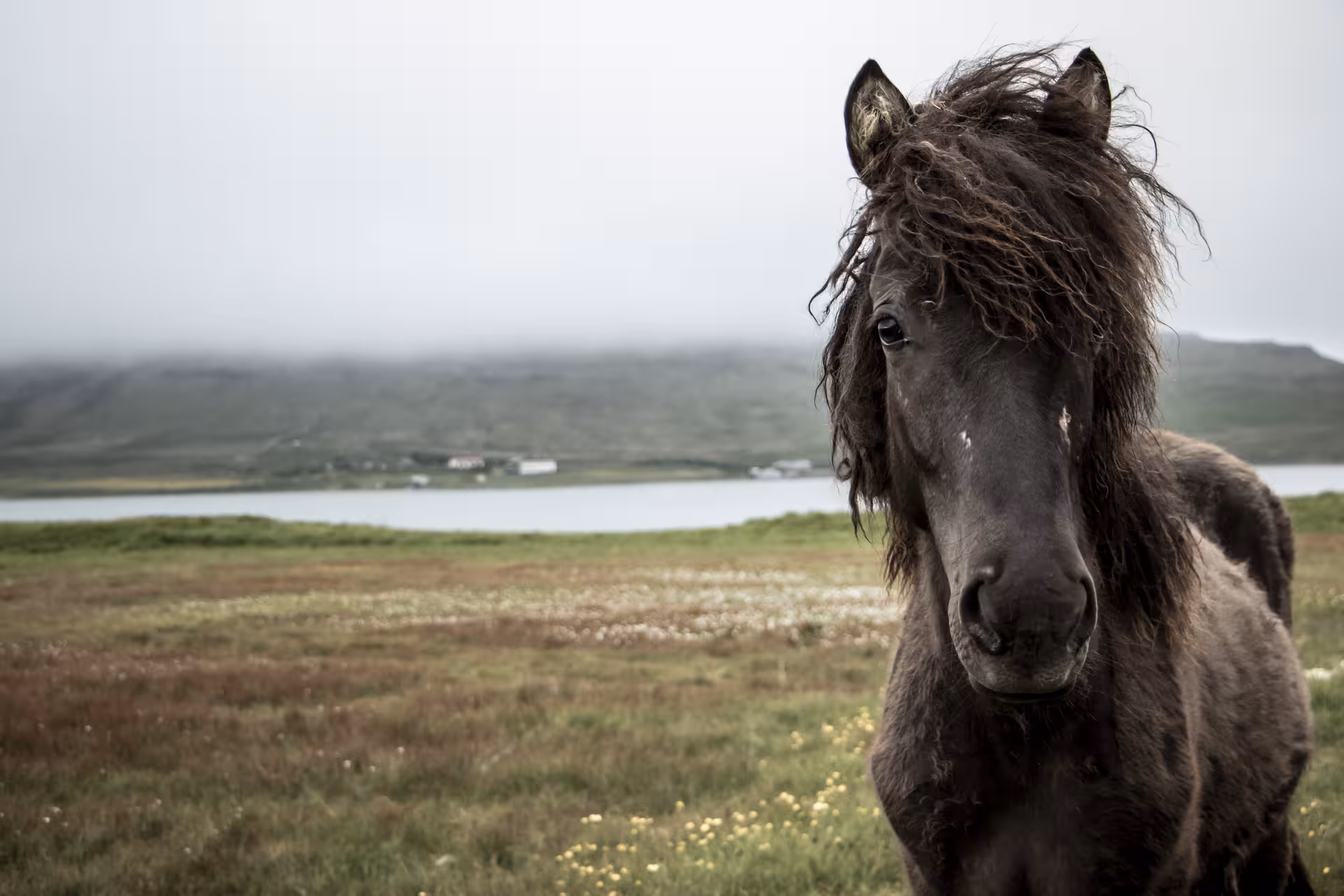 Dark Icelandic horse with windswept mane standing on green coastal meadow under foggy sky