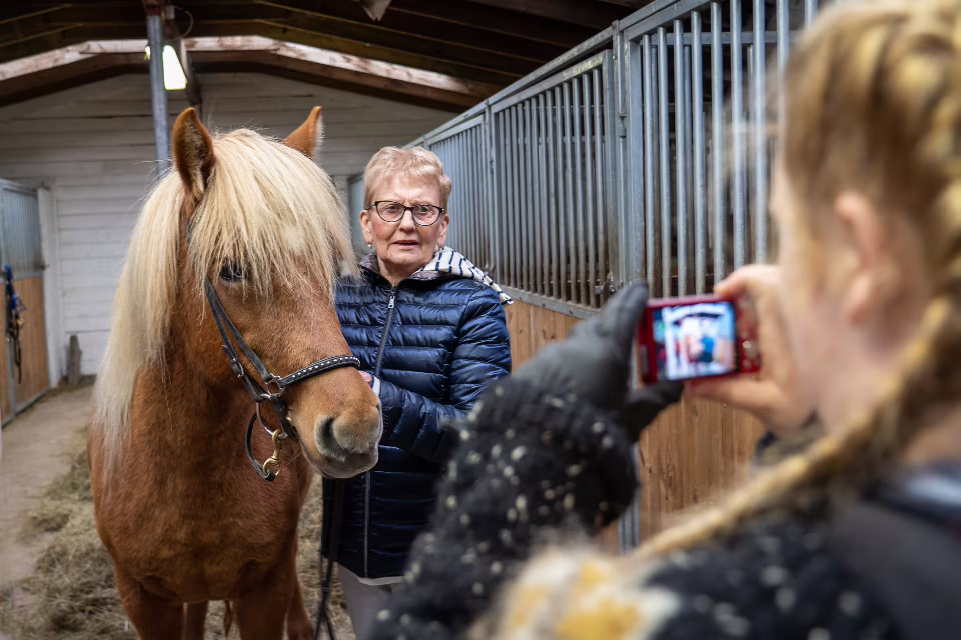 Elderly woman posing with chestnut Icelandic horse in stable while photographer takes picture