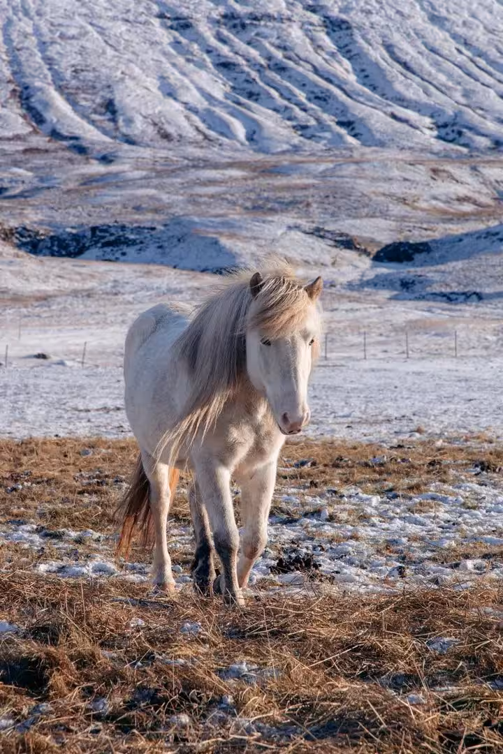 Icelandic horse in snowy countryside, part of private North Iceland tour with winter horseback riding