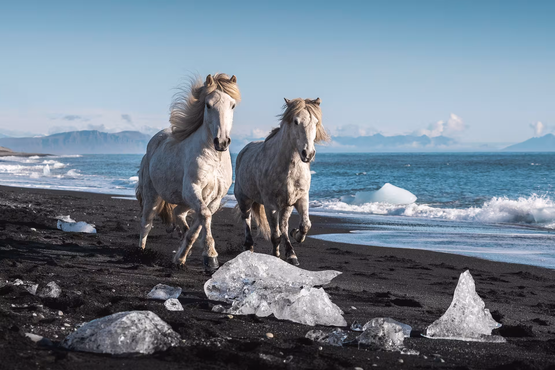 Two white Icelandic horses galloping on a black sand beach with glacier ice chunks and turquoise ocean waves