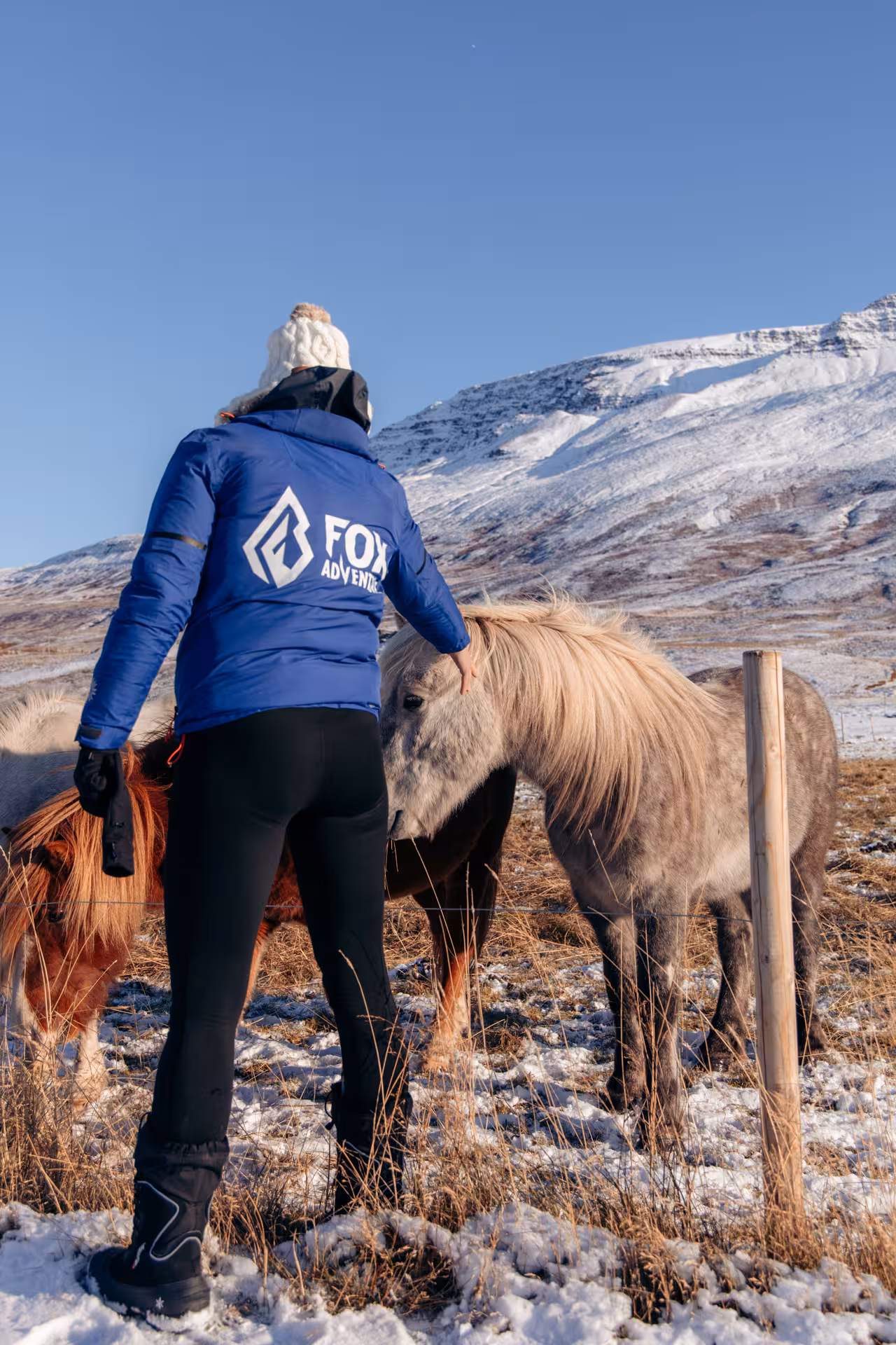 Traveler pets Icelandic horses in snowy North Iceland, a scenic stop on Goðafoss and Forest Lagoon tour