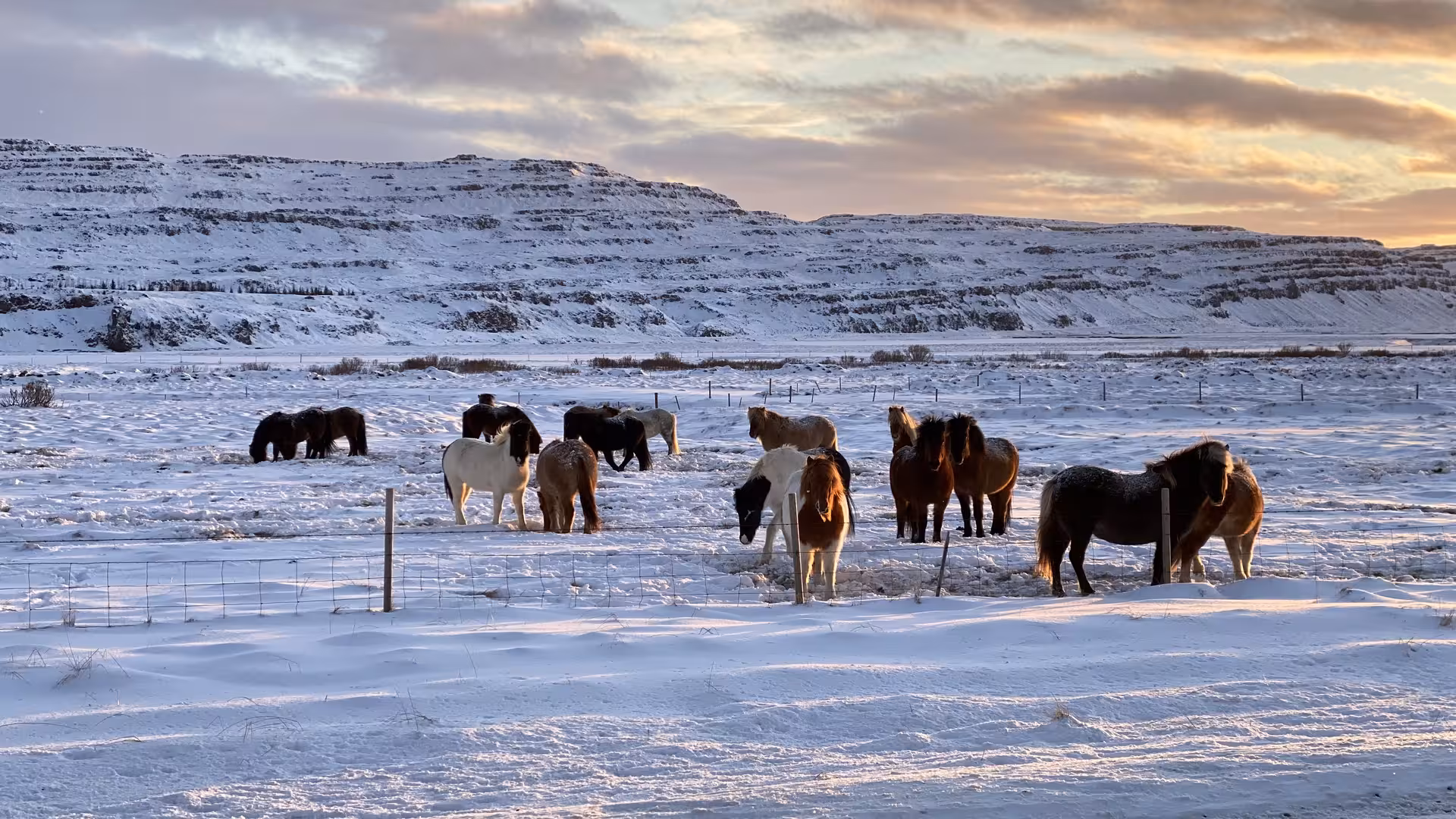 Herd of Icelandic horses standing in a snow-covered field at sunset with mountains in the background
